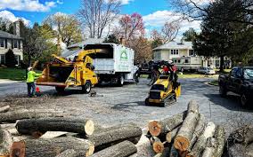 Best Tree Disease Treatment  in Gardnerville, NV