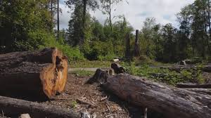 Best Firewood Processing and Delivery  in Gardnerville, NV