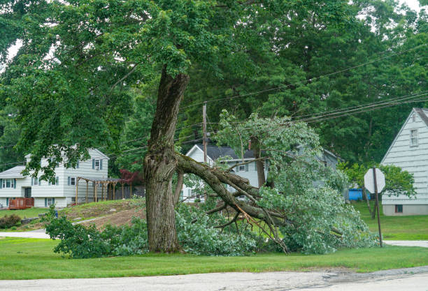  Gardnerville, NV Tree Services Pros